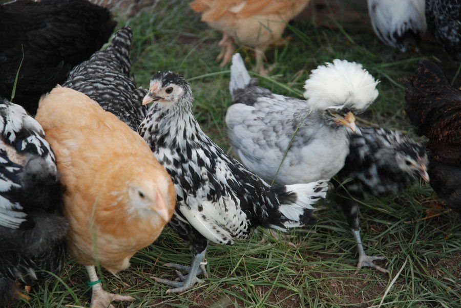 Hatchery Surprise