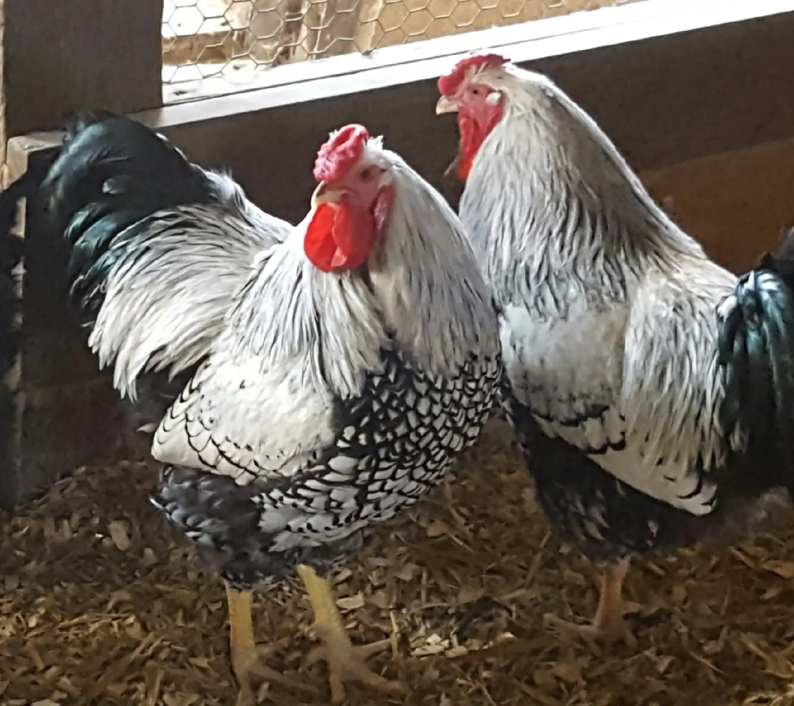 Silver Laced Wyandotte Chicken (Exhibition Type)