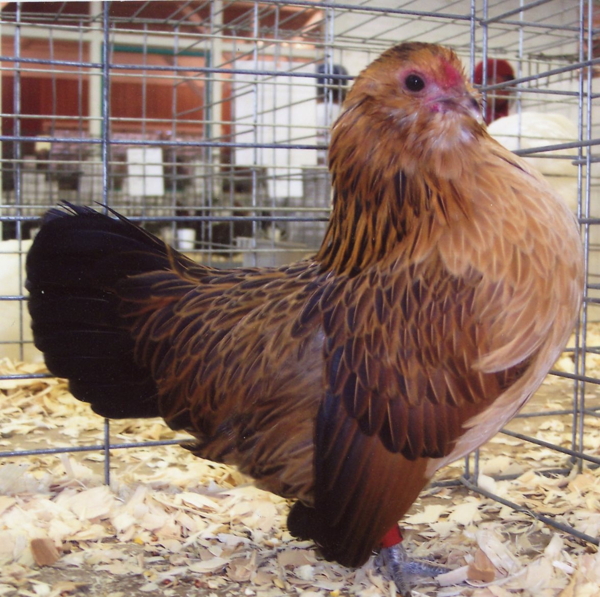Quail Belgian Bearded d’Anver Bantam