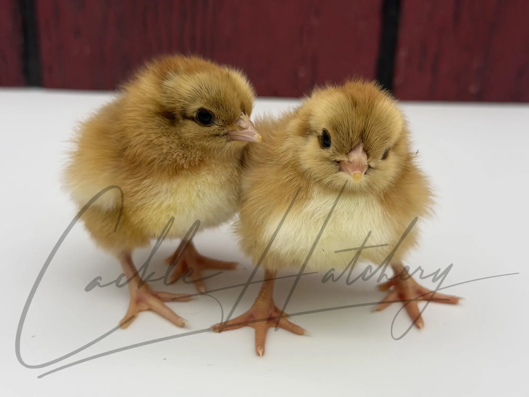 Partridge English Orpington Chicken