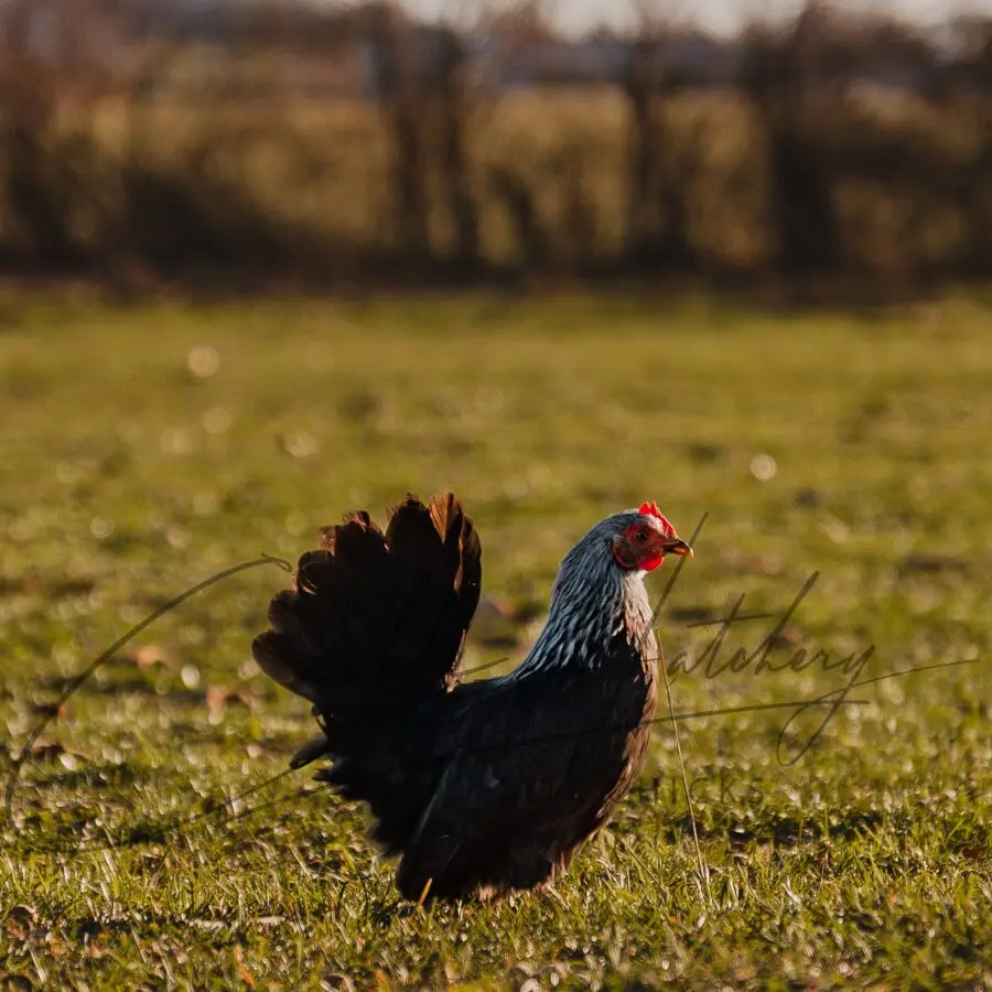Gray Japanese Bantam