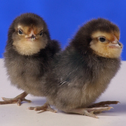 Quail Belgian Bearded d’Anver Bantam