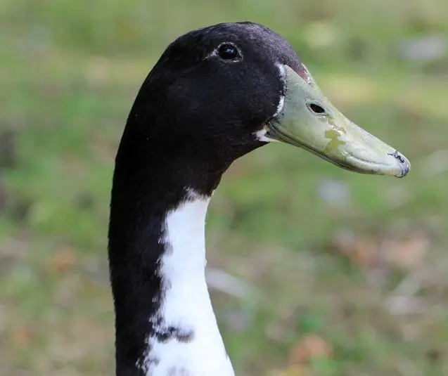Black Swedish Ducks