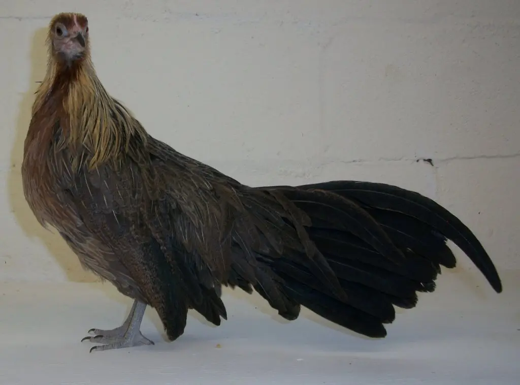 Golden Duckwing Phoenix Bantam