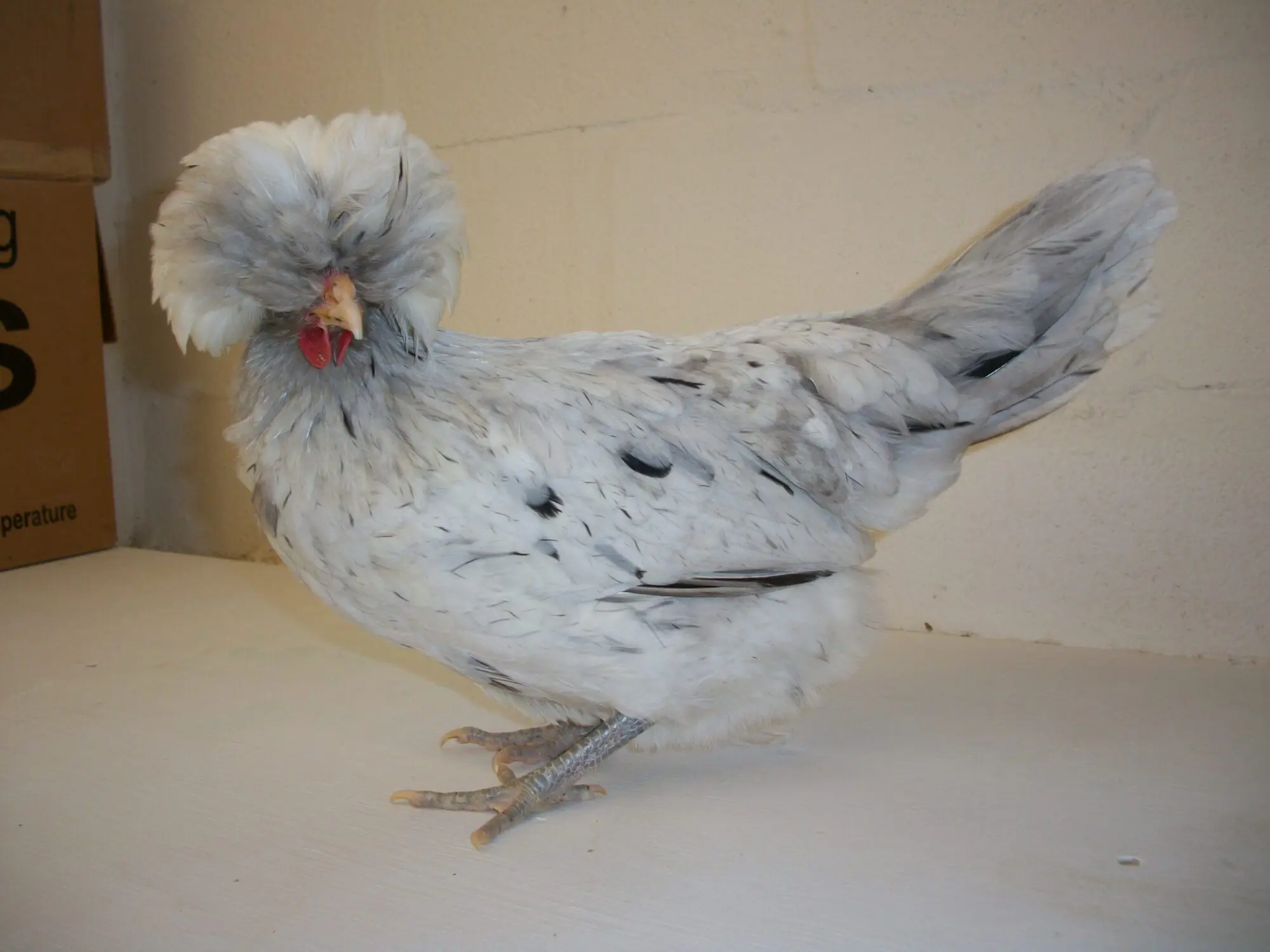 Splash Polish Chicken