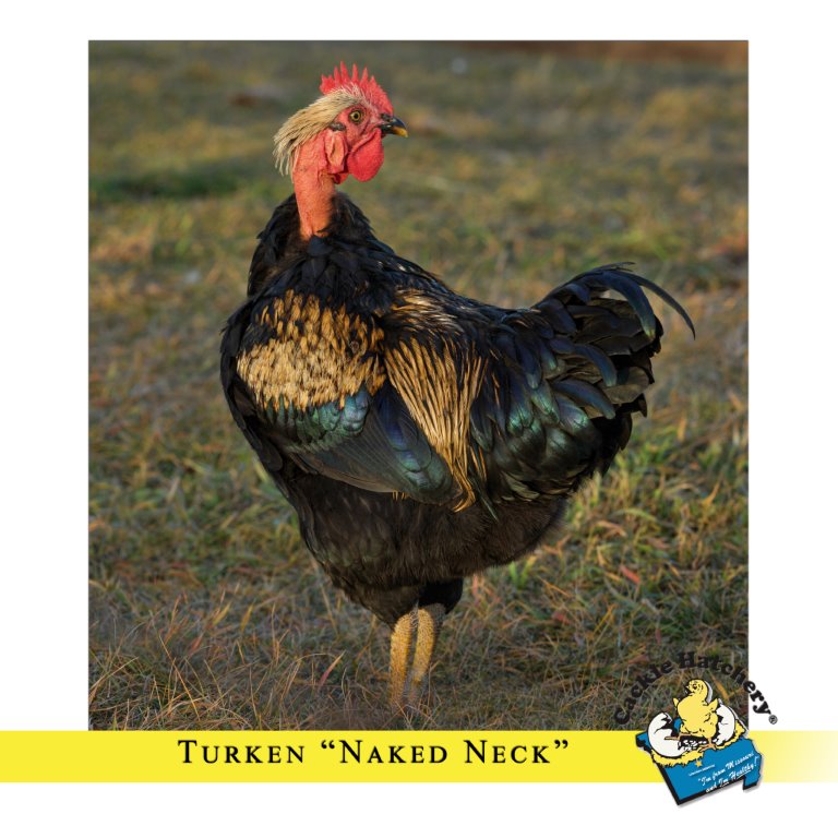 Turken “Naked Neck” Chicken