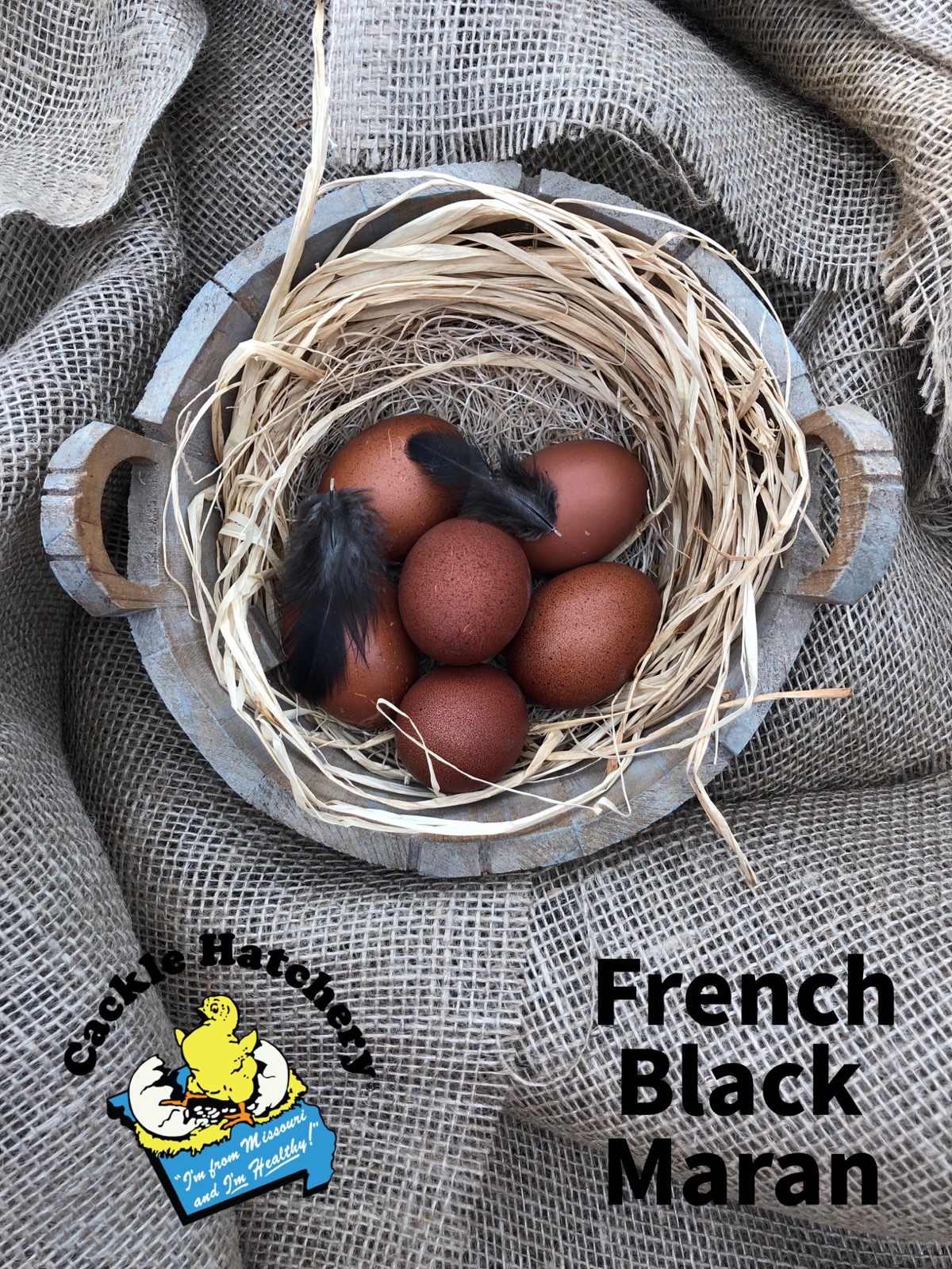 French Black Marans Chicken