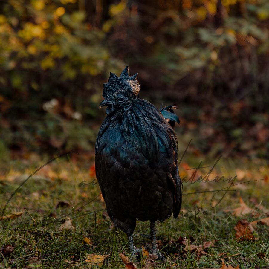 Ayam Cemani Chicken