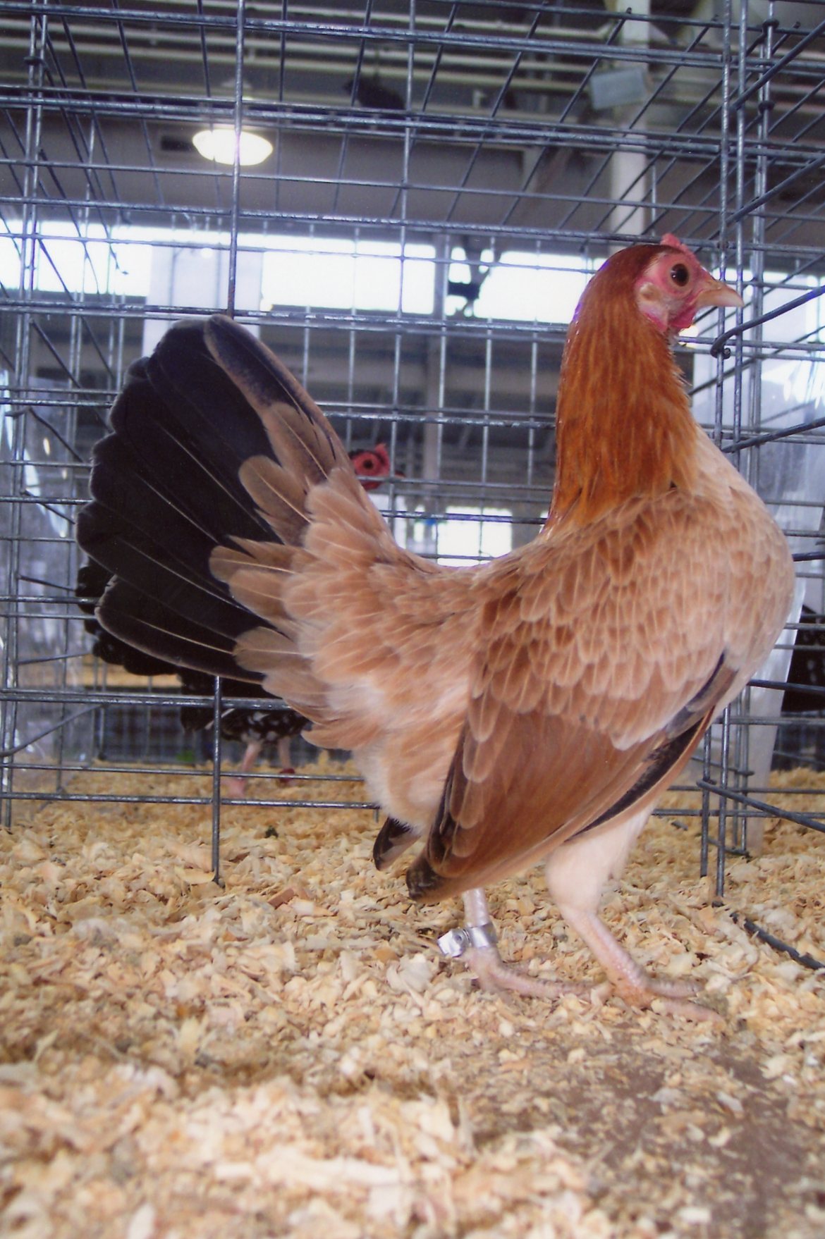 Wheaten Old English Game Bantam