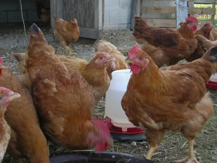 Cackle’s Red Broiler Chicken