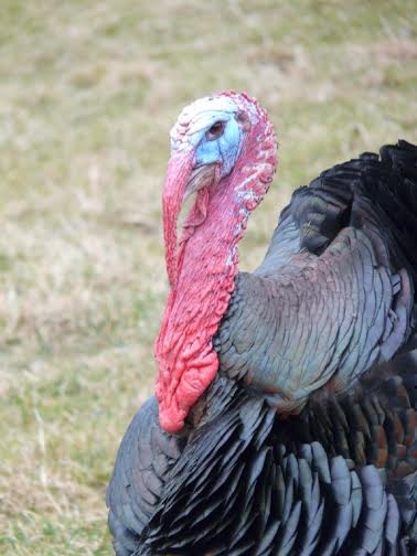 Black Spanish Turkey