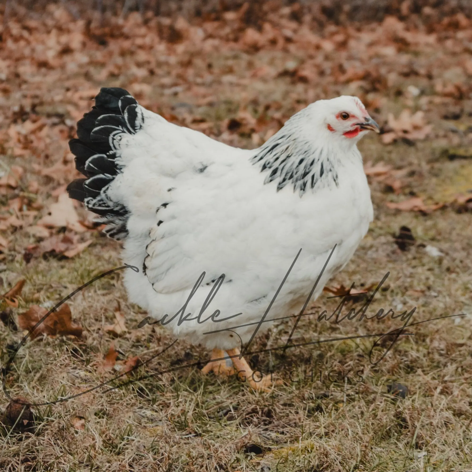 Columbian Rock Chicken