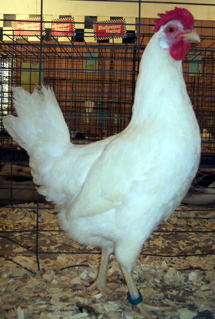 White Leghorn Chicken