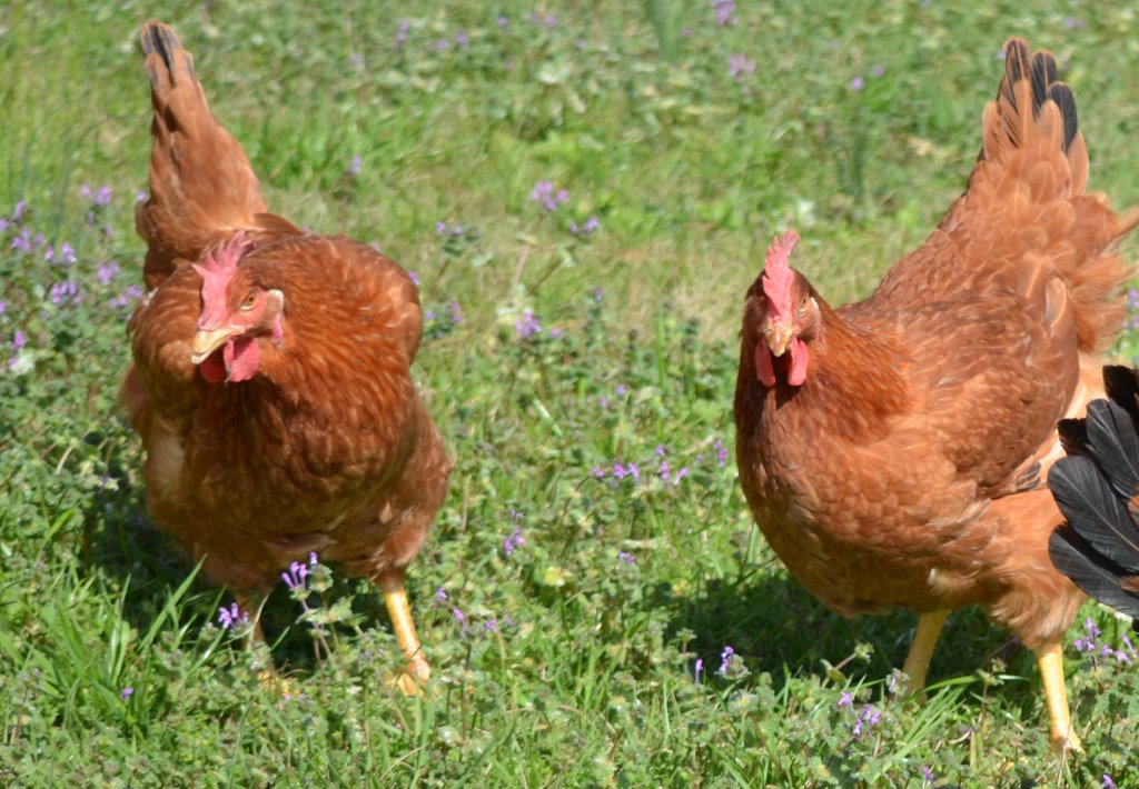 Cackle’s Red Broiler Chicken