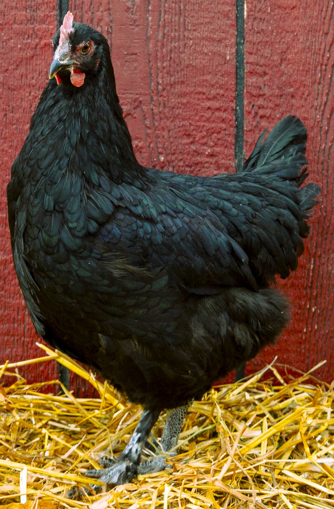 French Black Marans Chicken