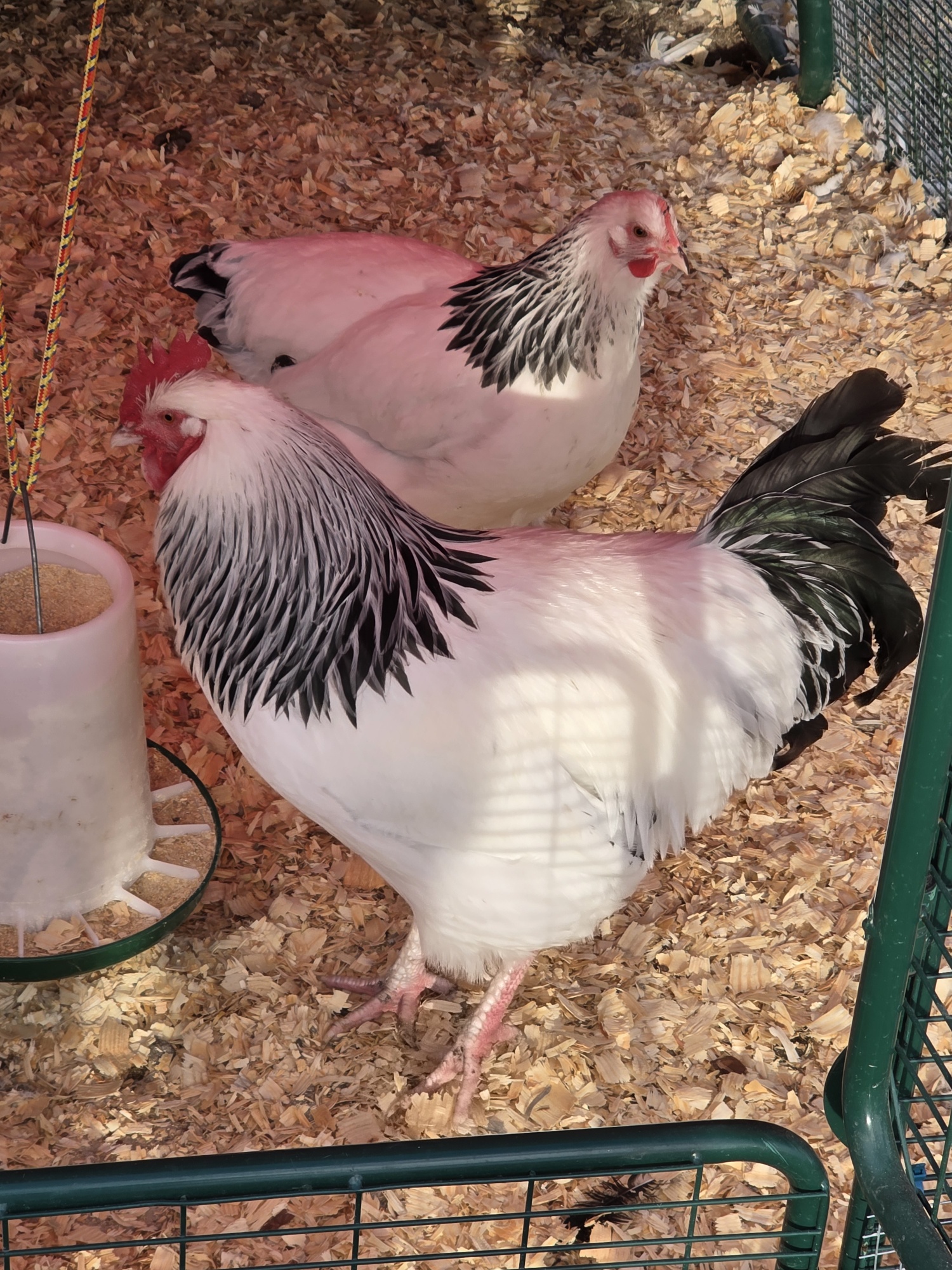 Light Sussex Chicken
