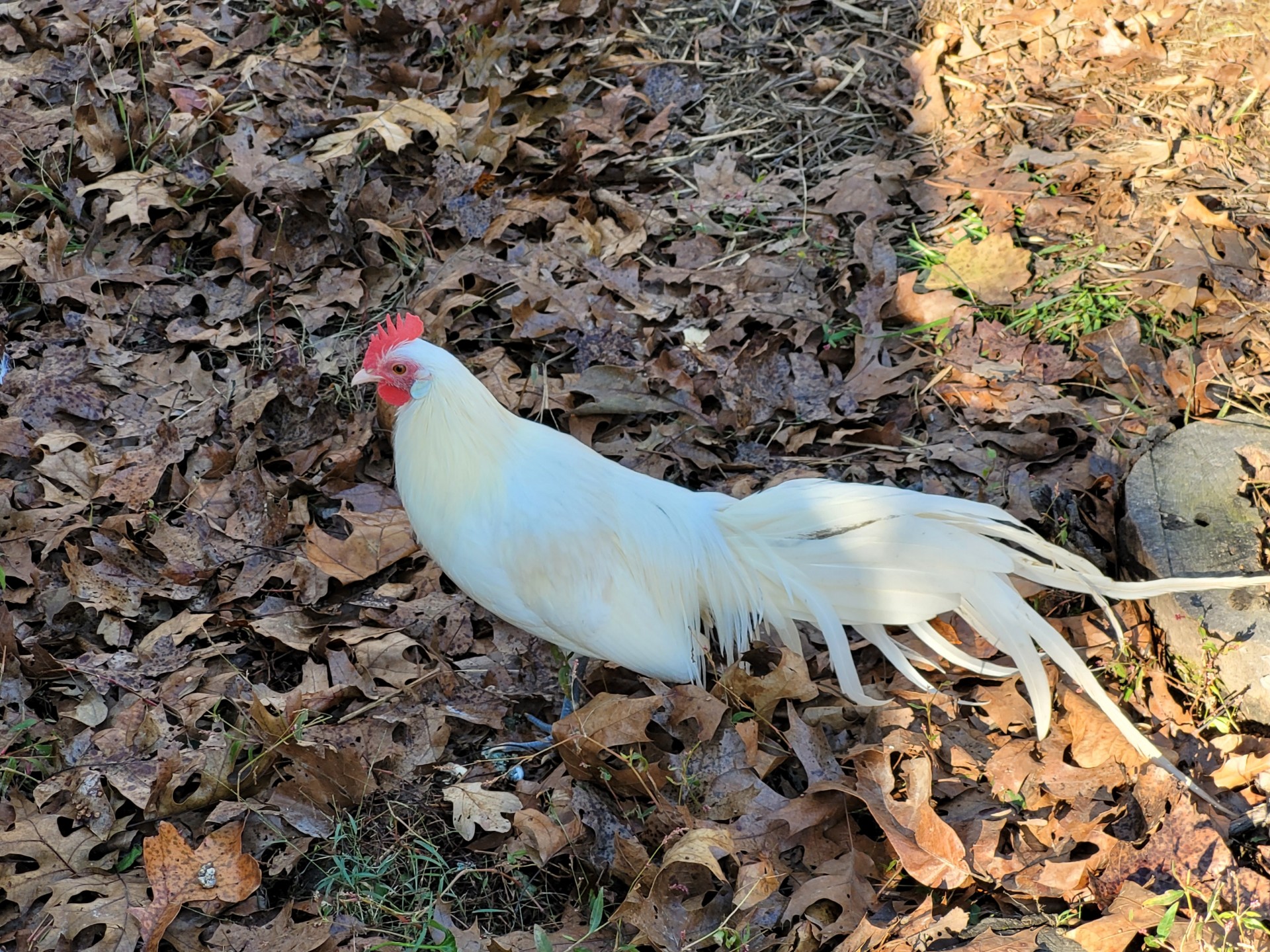 White Phoenix Bantam