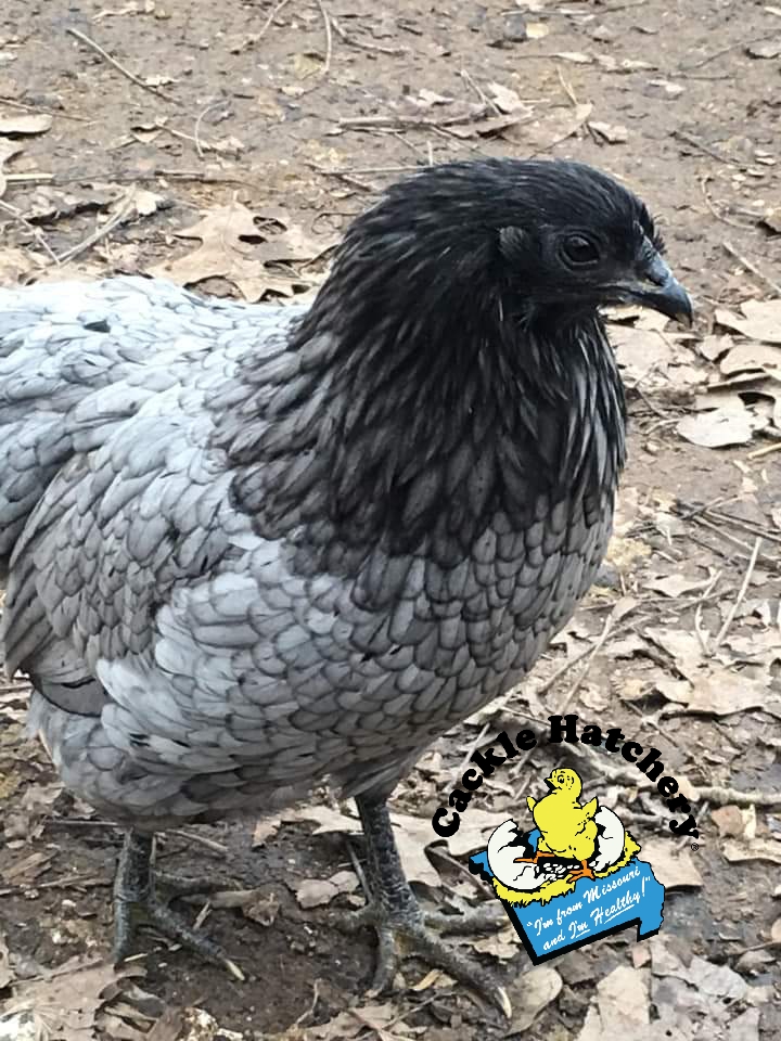 Blue Sumatra Chicken
