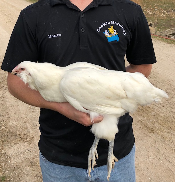 White Ameraucanas Chicken