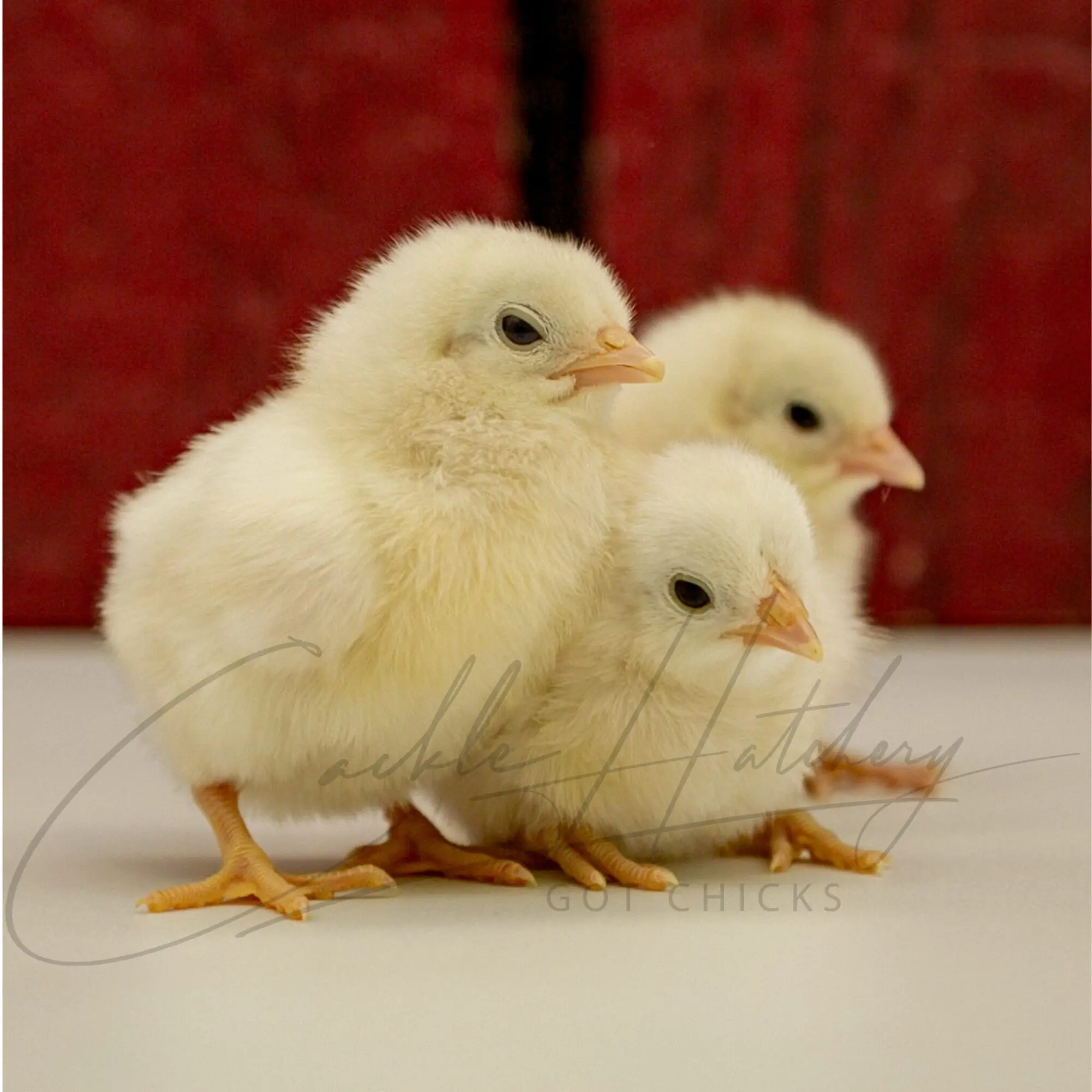 White Phoenix Bantam