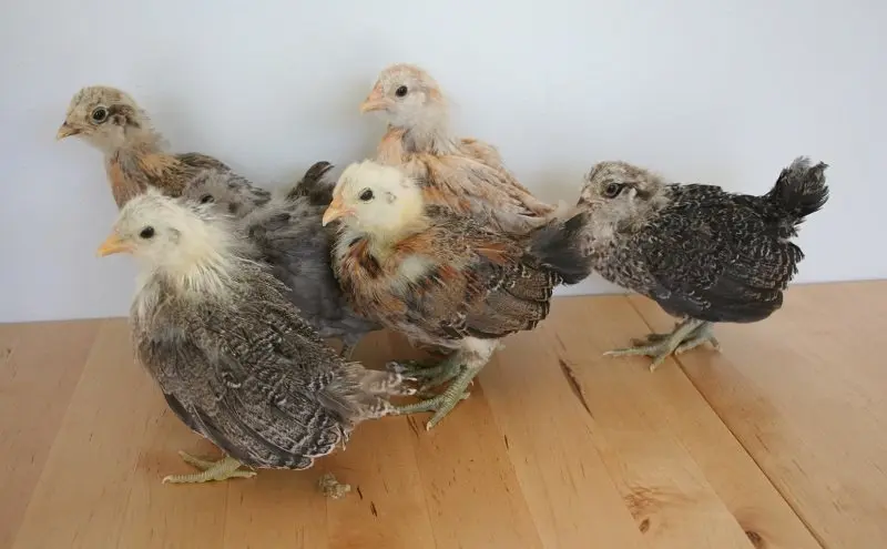 Easter Egger Bantam