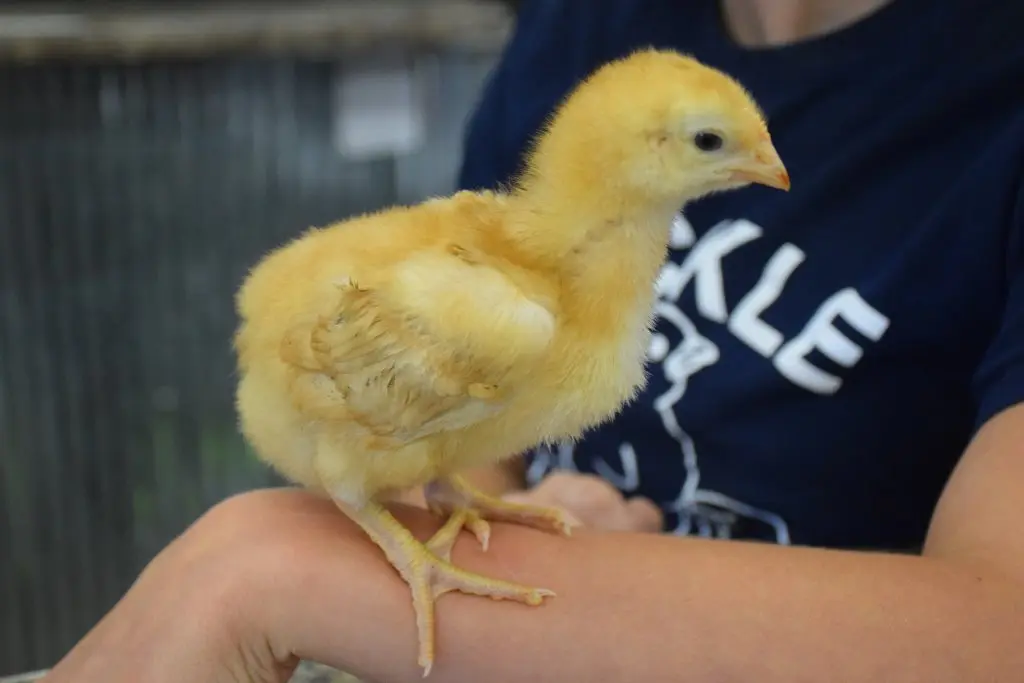 Cackle’s Red Broiler Chicken