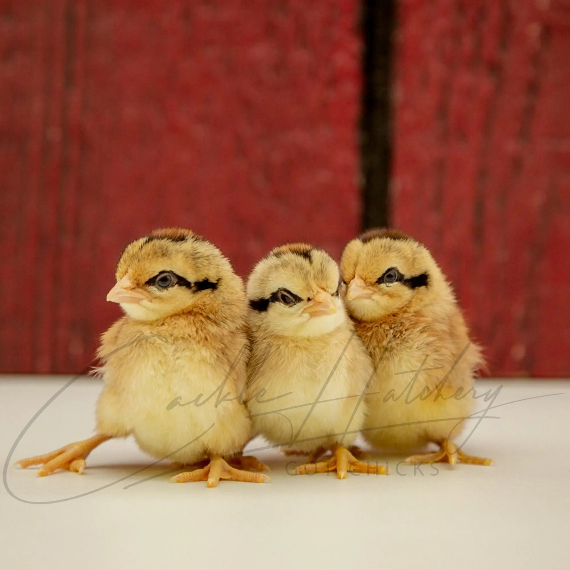 Golden Duckwing Phoenix Bantam