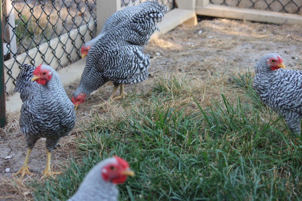 Dominique Bantam