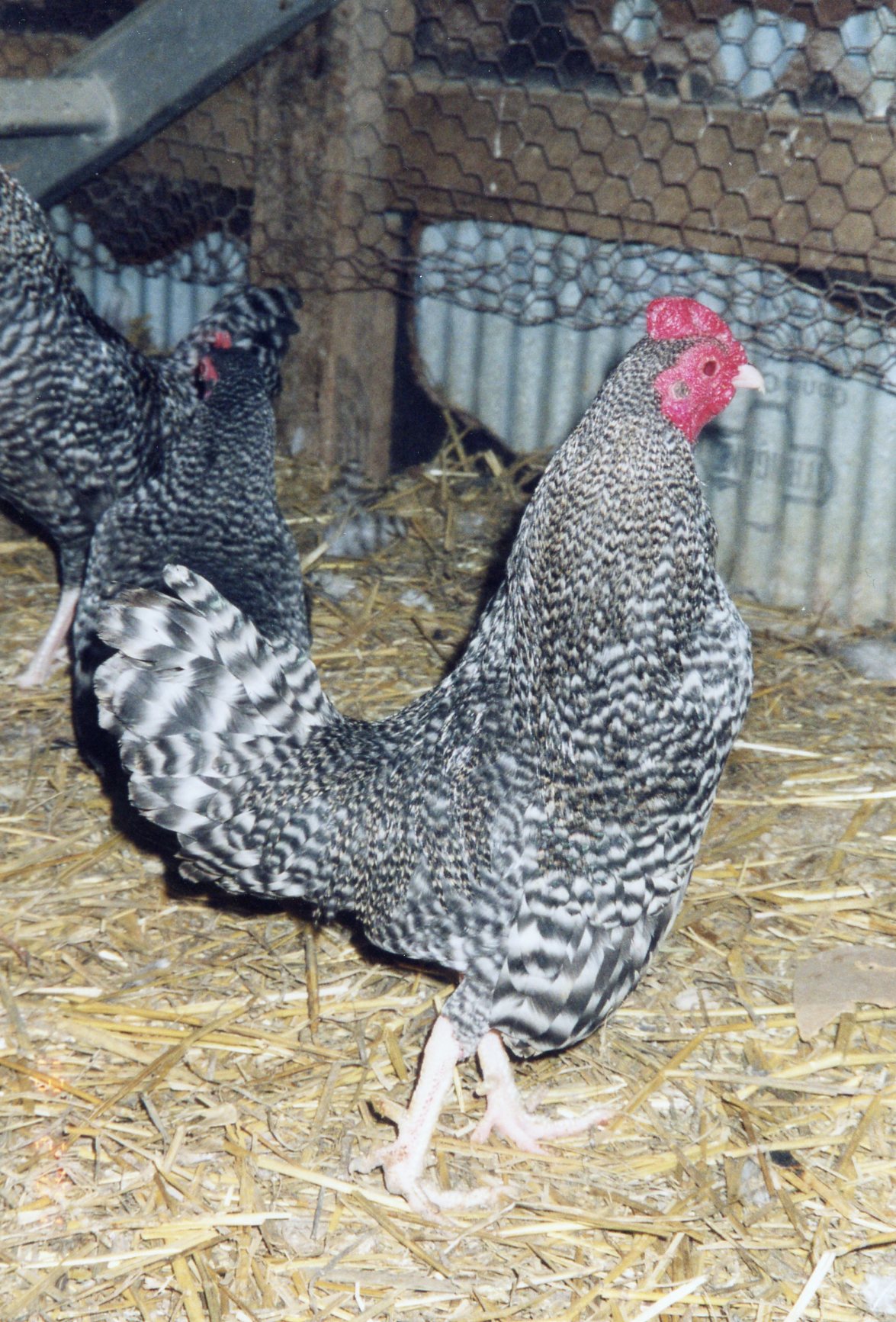 Barred Old English Game Bantam