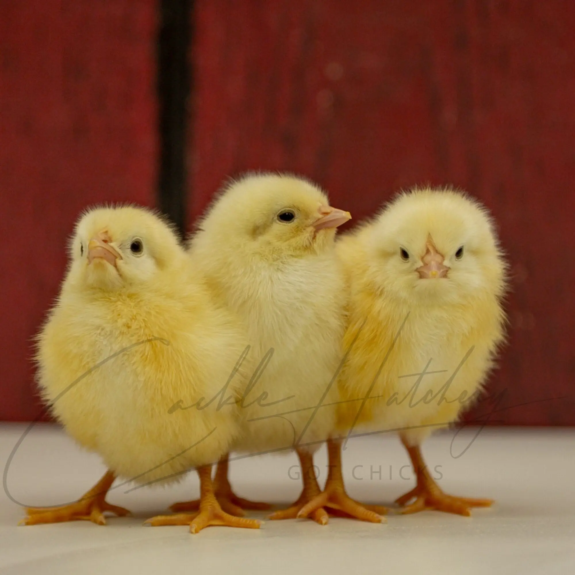 White Leghorn Chicken