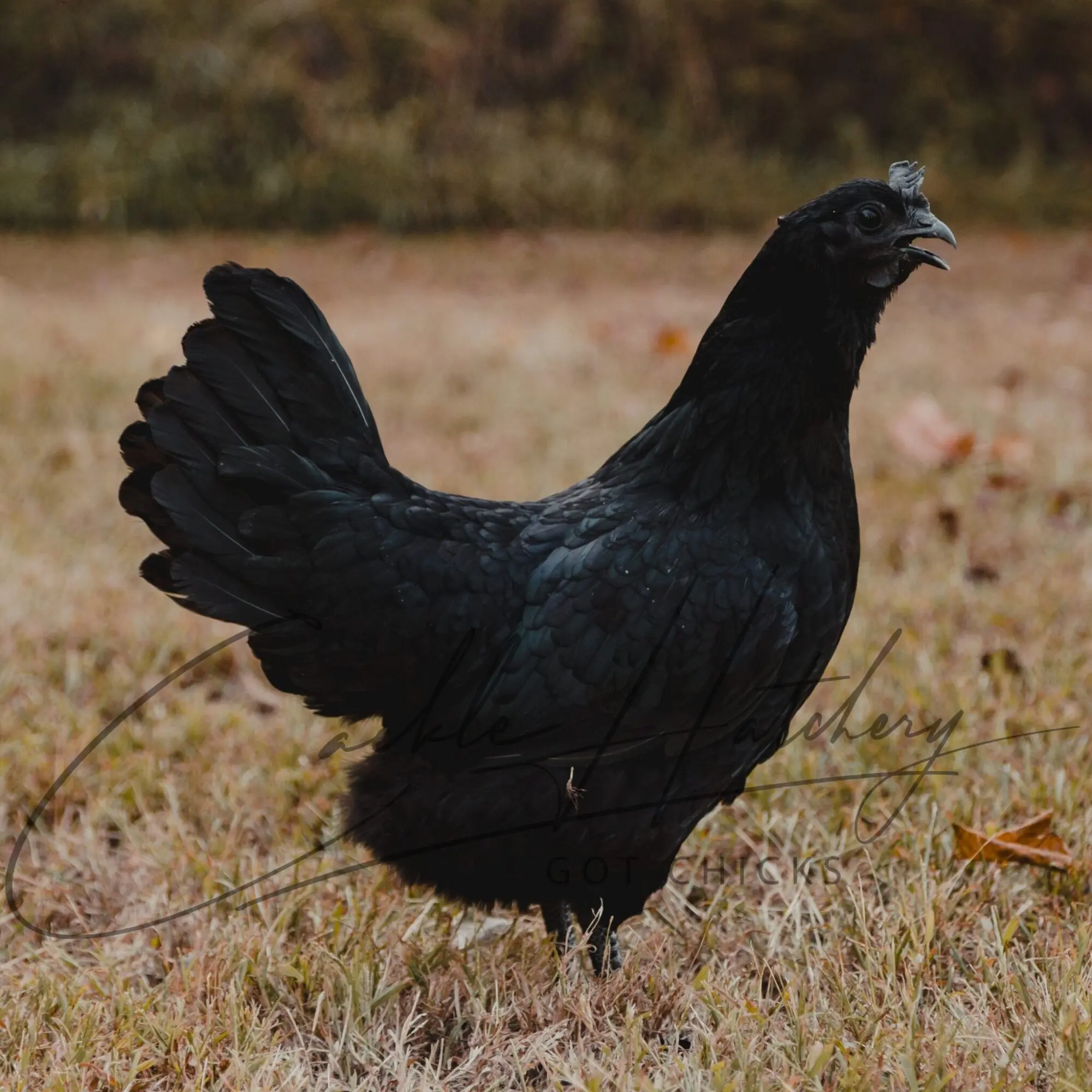 Ayam Cemani Chicken