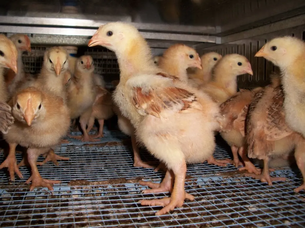 Cackle’s Red Broiler Chicken
