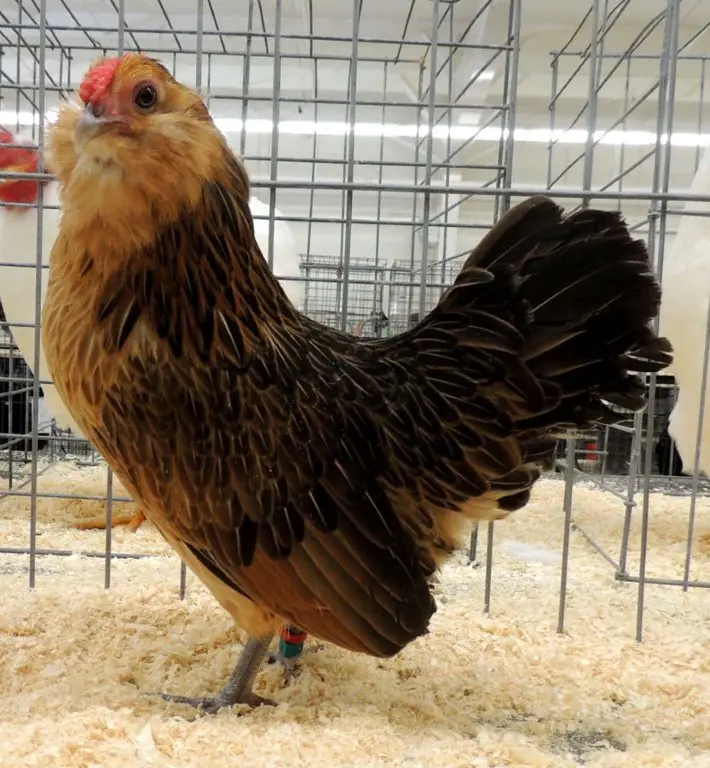 Quail Belgian Bearded d’Anver Bantam