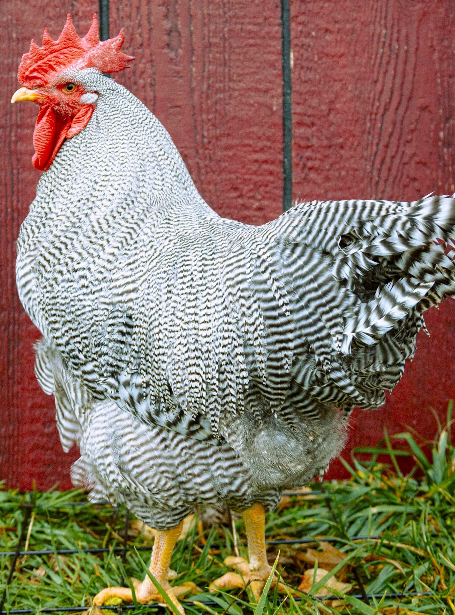 Barred Plymouth Rock Exhibition Type