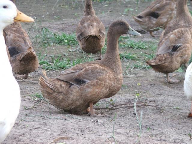 Khaki Campbell Duck
