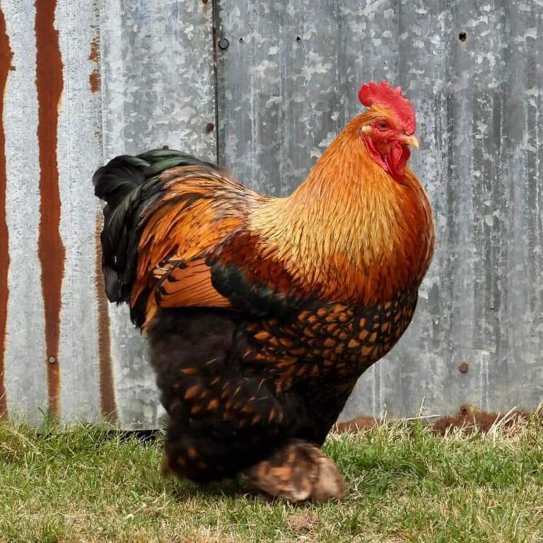 Golden Laced Cochin Standard Chicken