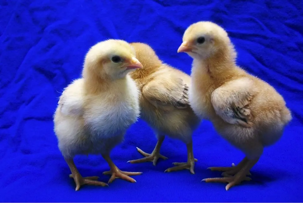 Cackle’s Red Broiler Chicken