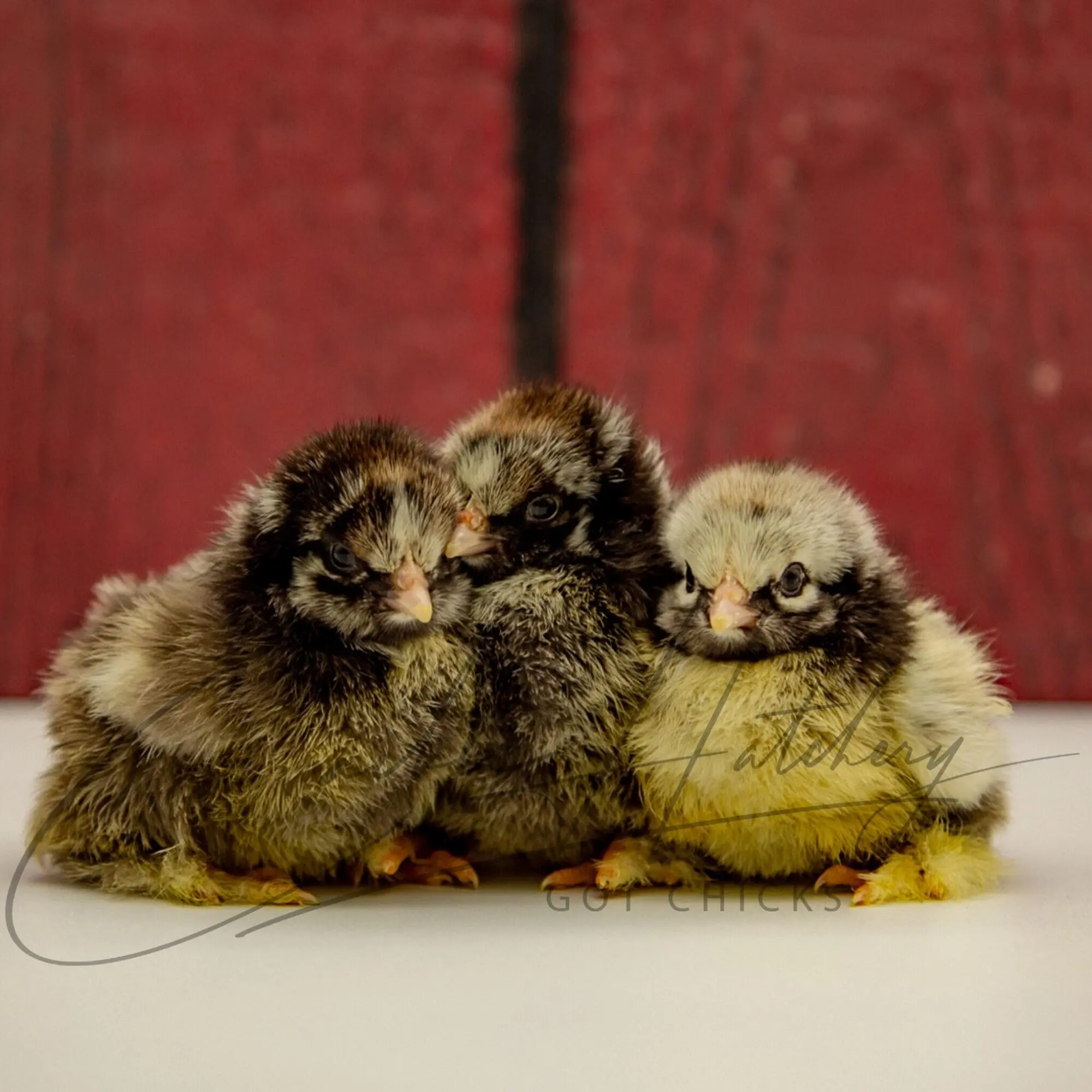 Silver Laced Cochin Standard Chicken