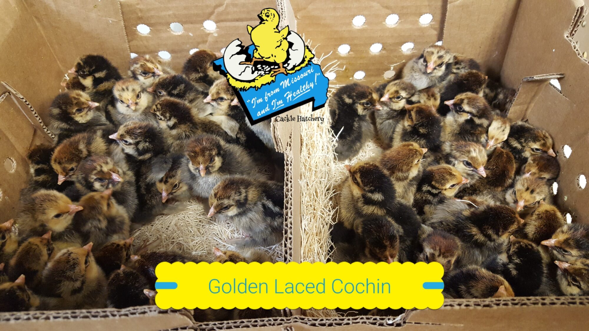 Golden Laced Cochin Standard Chicken