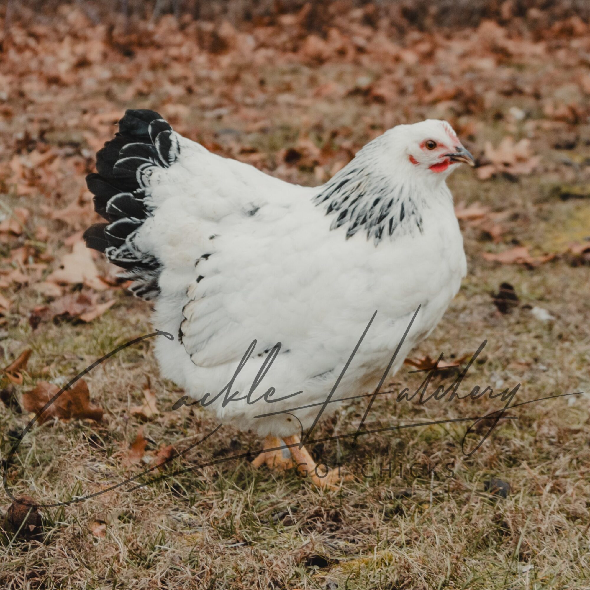 Columbian Rock Chicken