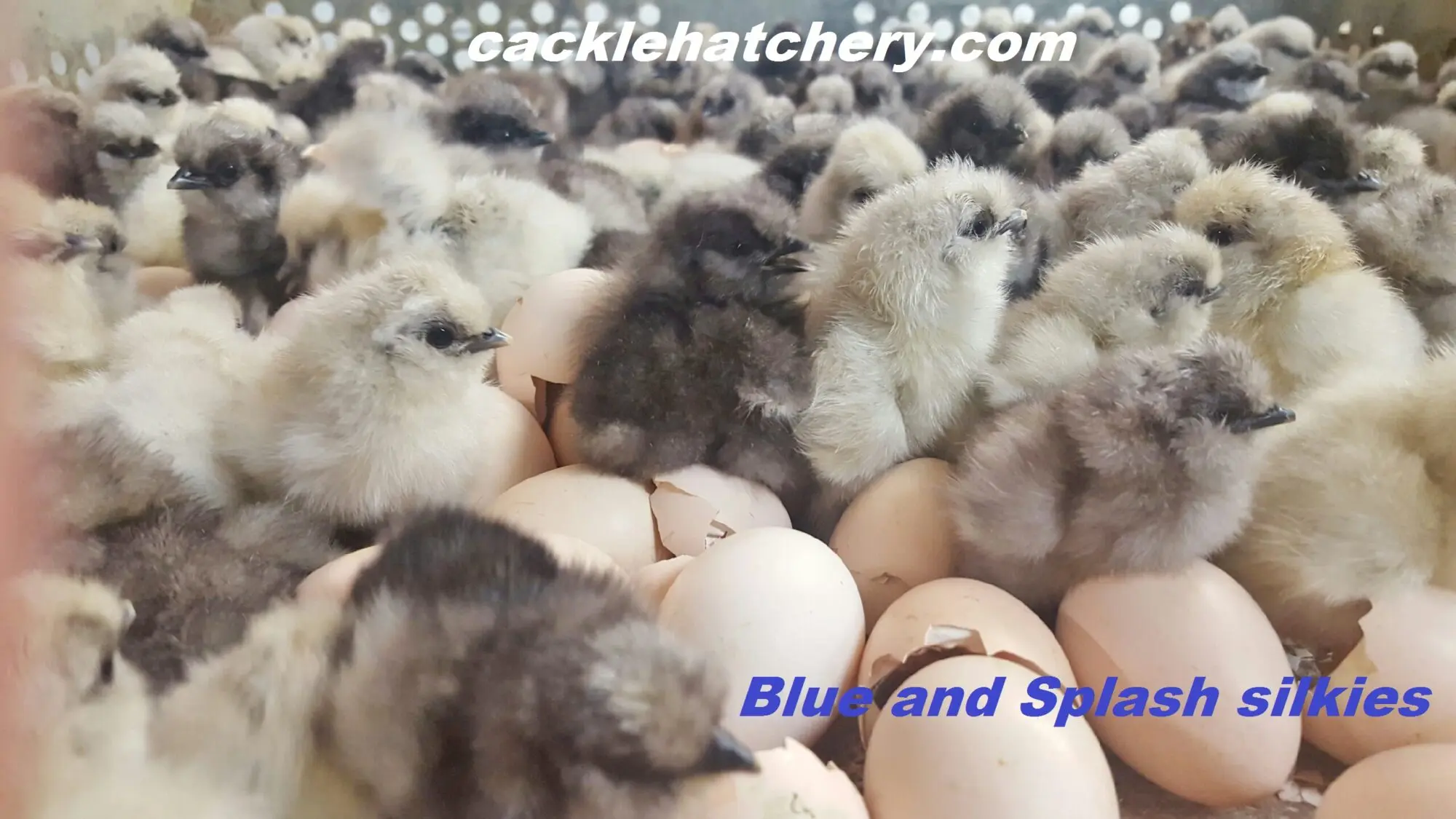 Blue Silkie Bantam
