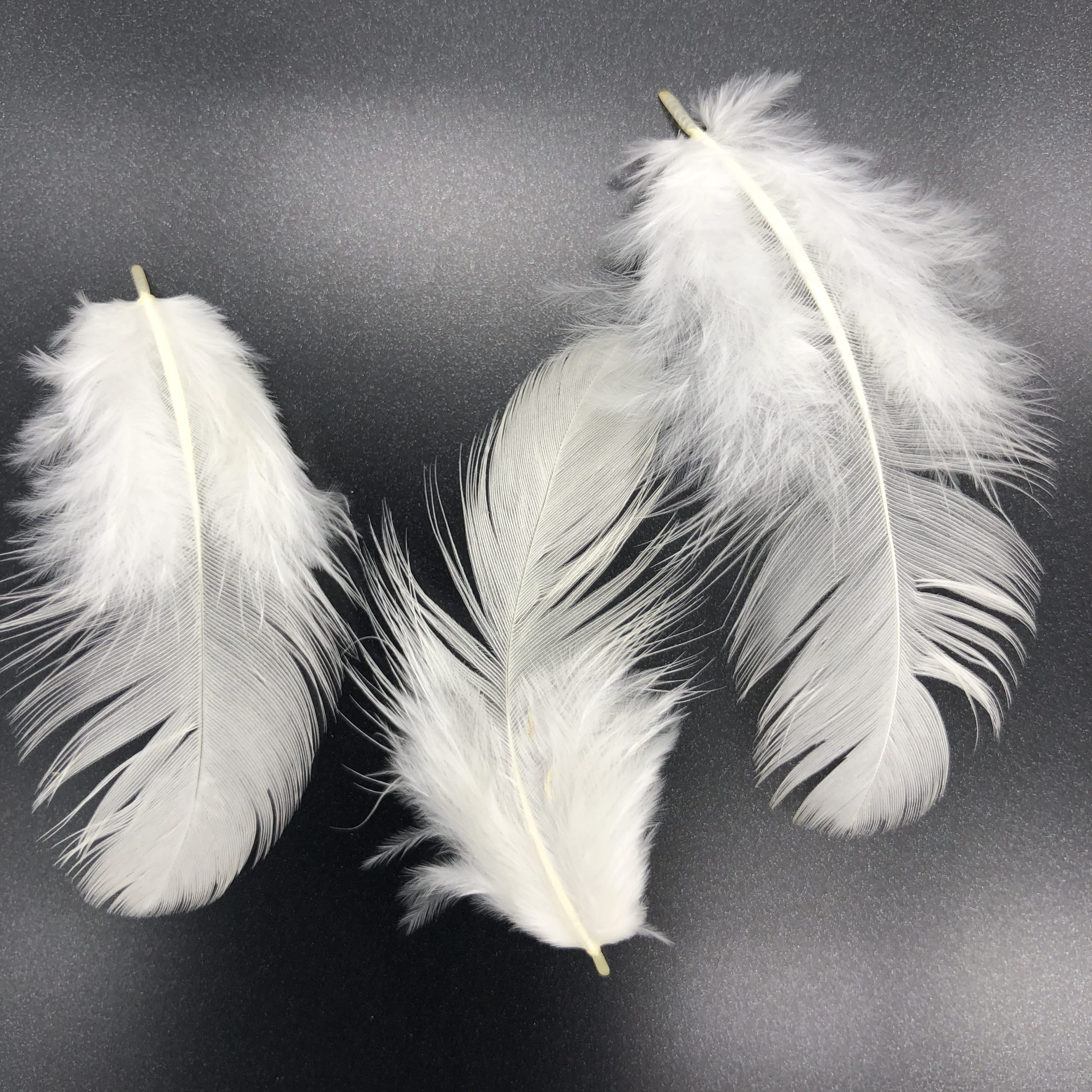 White Leghorn Chicken