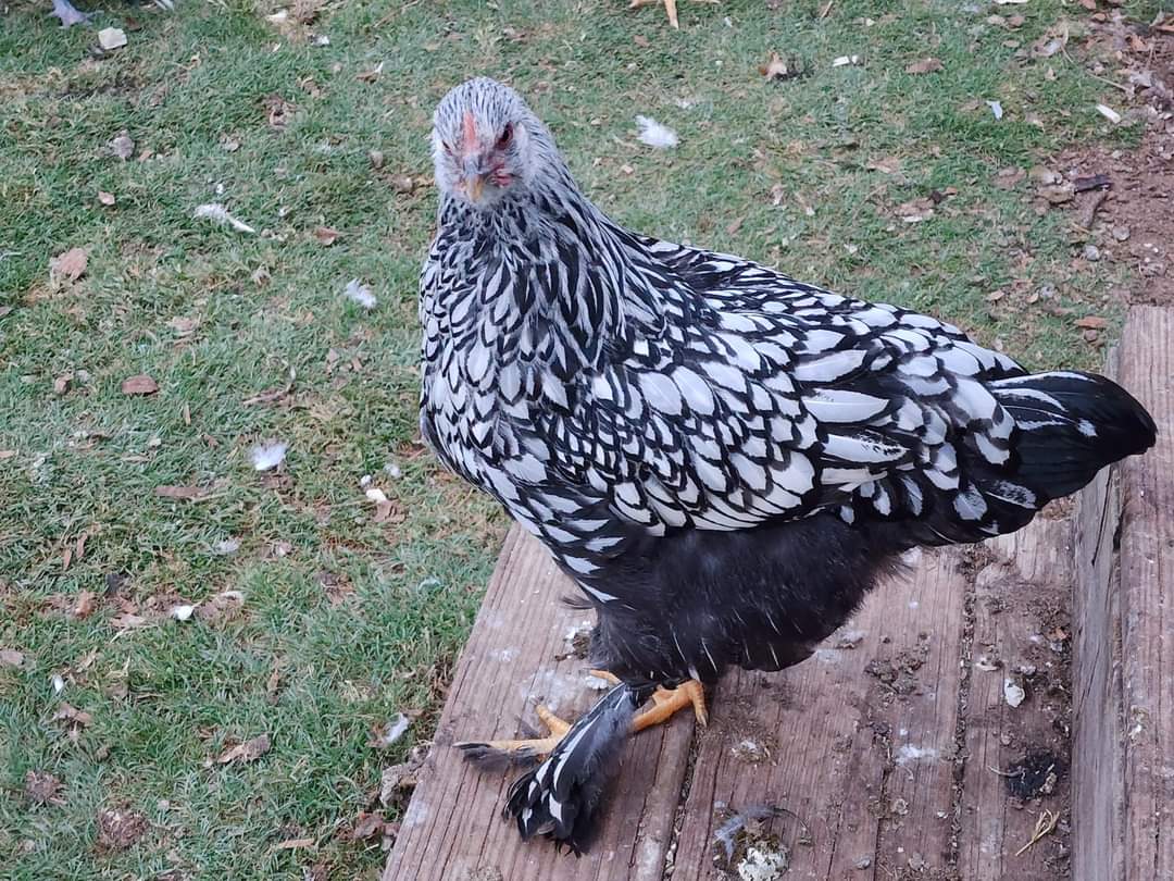 Silver Laced Cochin Standard Chicken