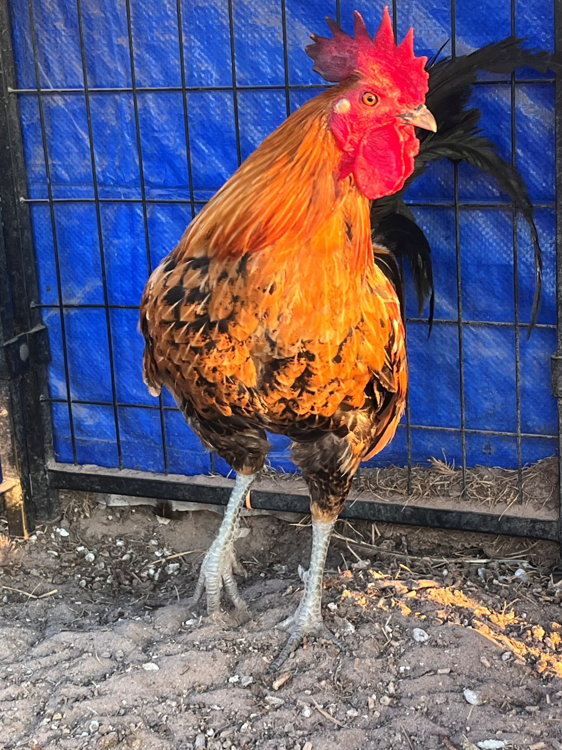 Ayam Ketawa Hatching Eggs