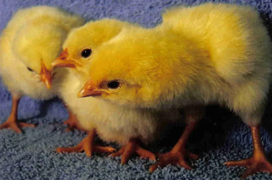 Delaware X Hampshire Cross (Indian River) Chicken