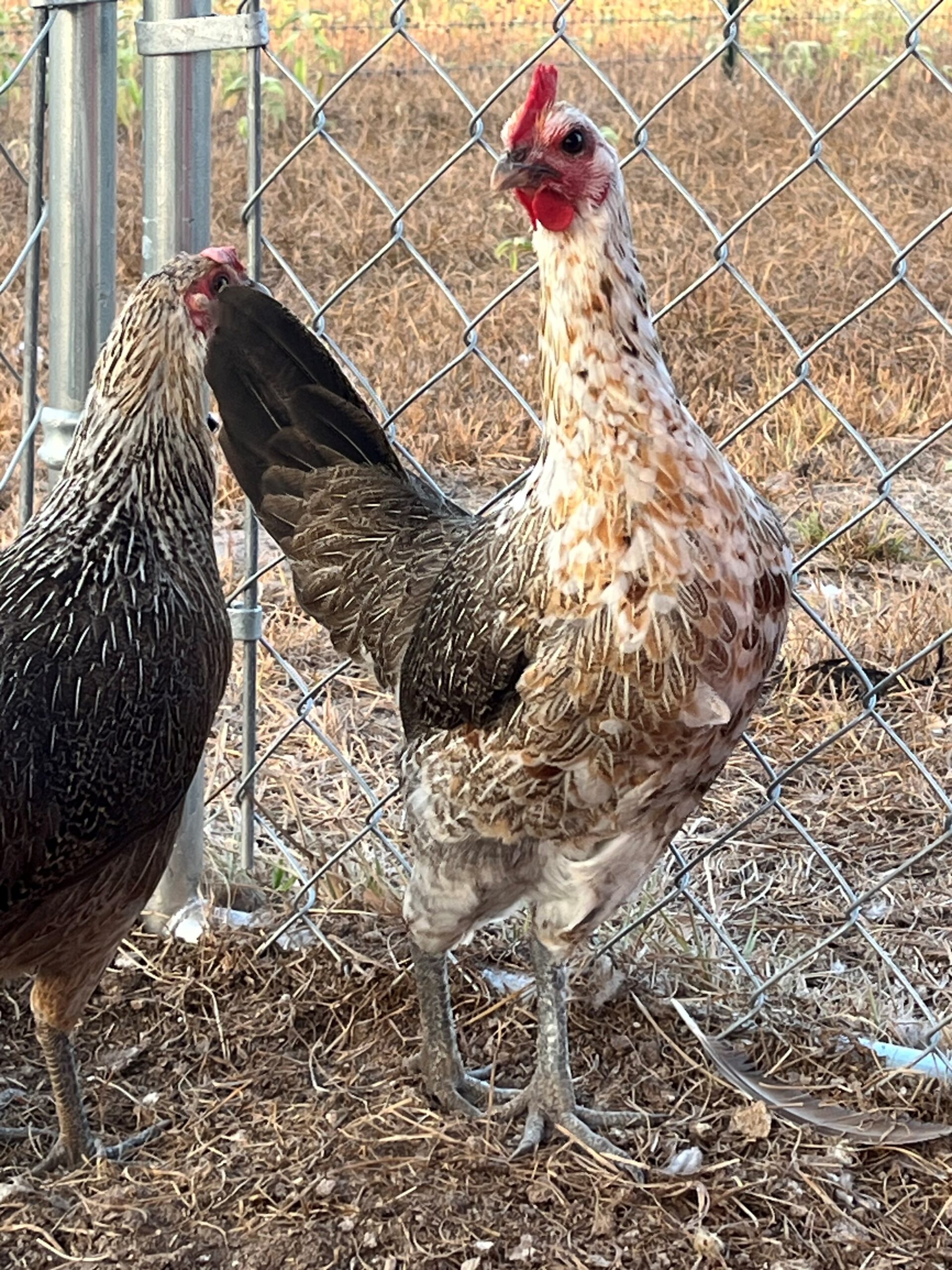 Ayam Ketawa Hatching Eggs