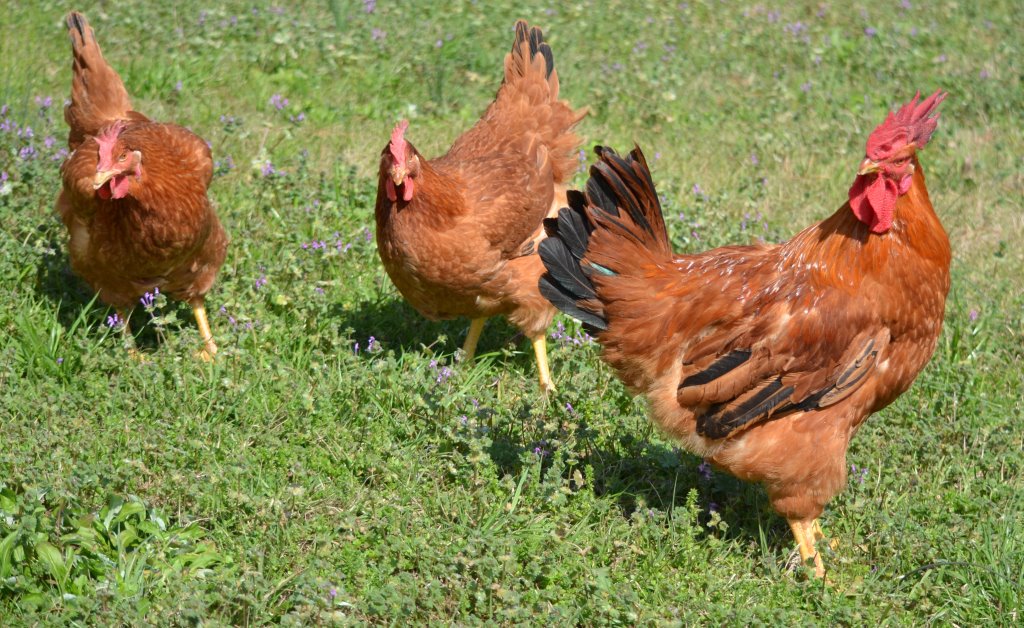 Cackle’s Red Broiler Chicken