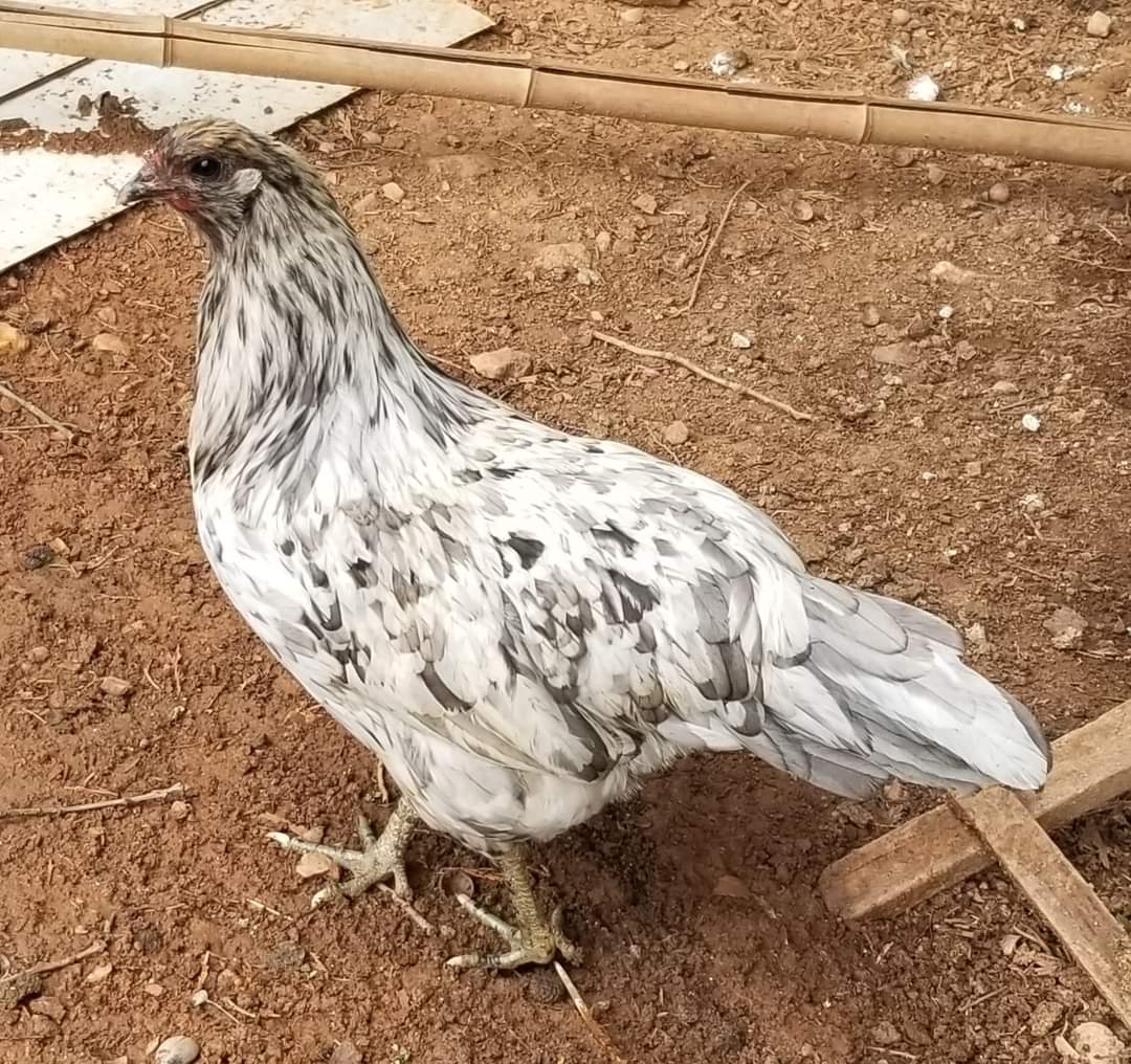 Splash Sumatra Chicken