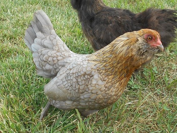 Easter Egger Bantam