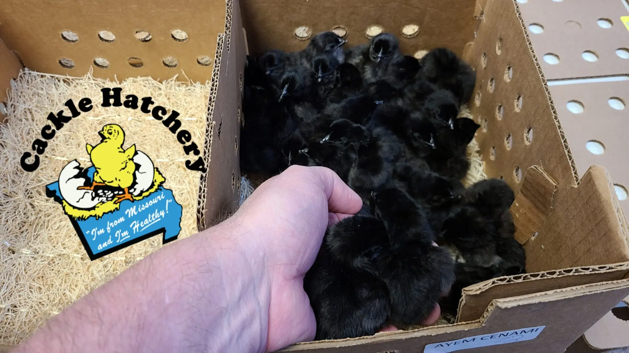 Ayam Cemani Chicken